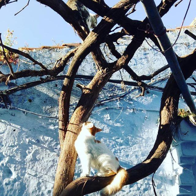 Casa Plasa Grande Chefchaouen Eksteriør billede